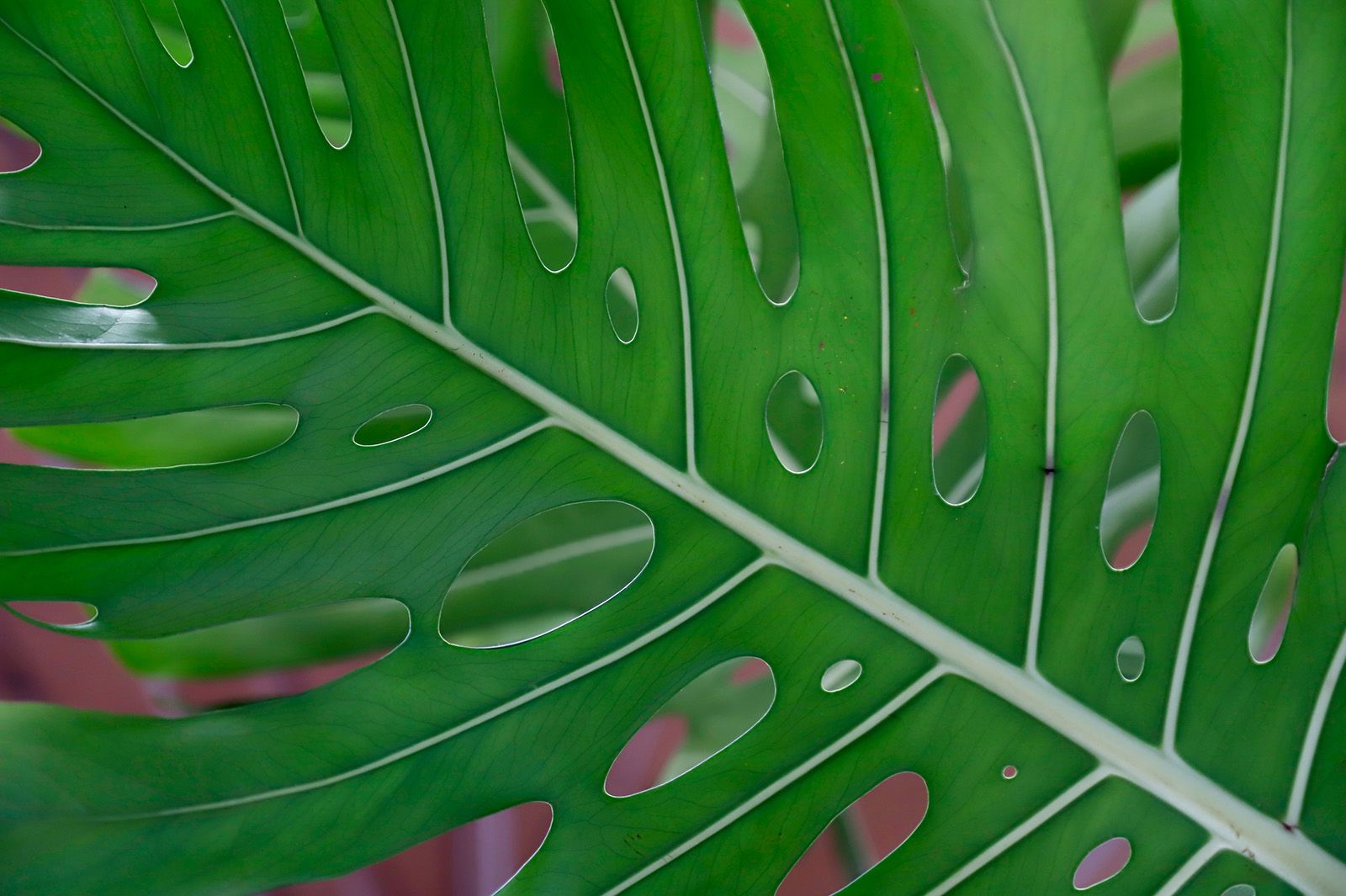 Flora se despide con la tradicional guerrilla floral y una performance de Carvento