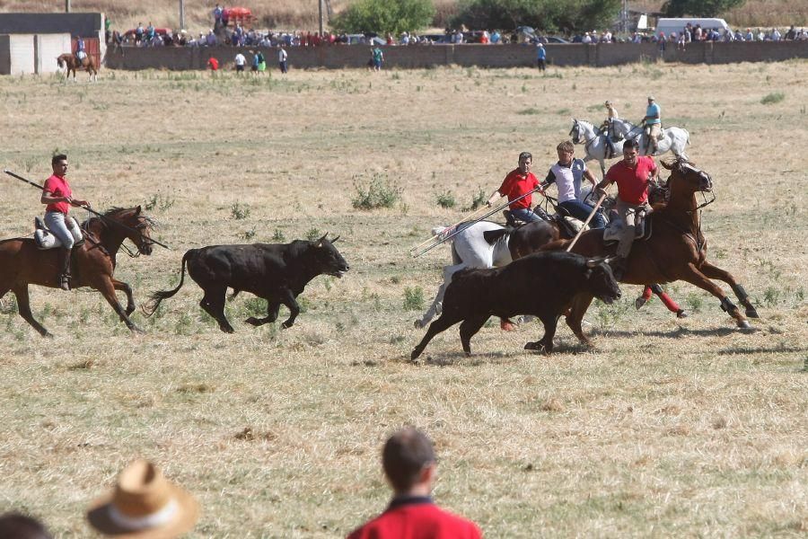 Fiestas en Zamora: Segudos espantes de Fuentesaúco