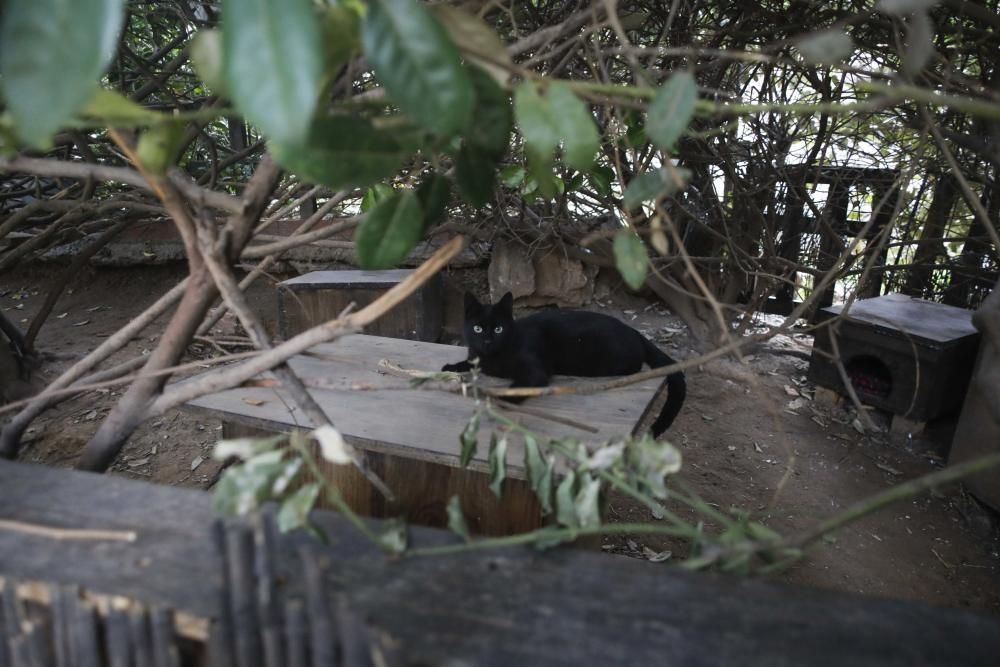 Colonia de gatos bajo el puente del Real de València