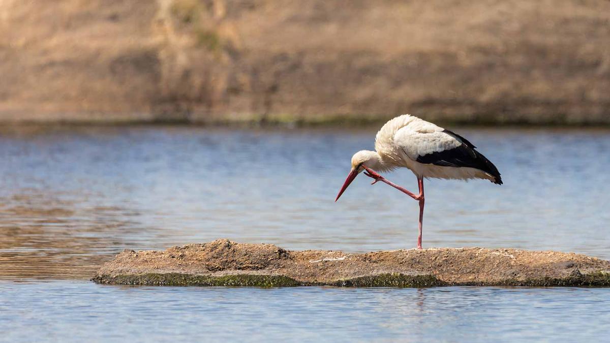 Lugares donde ver la llegada de las cigüeñas