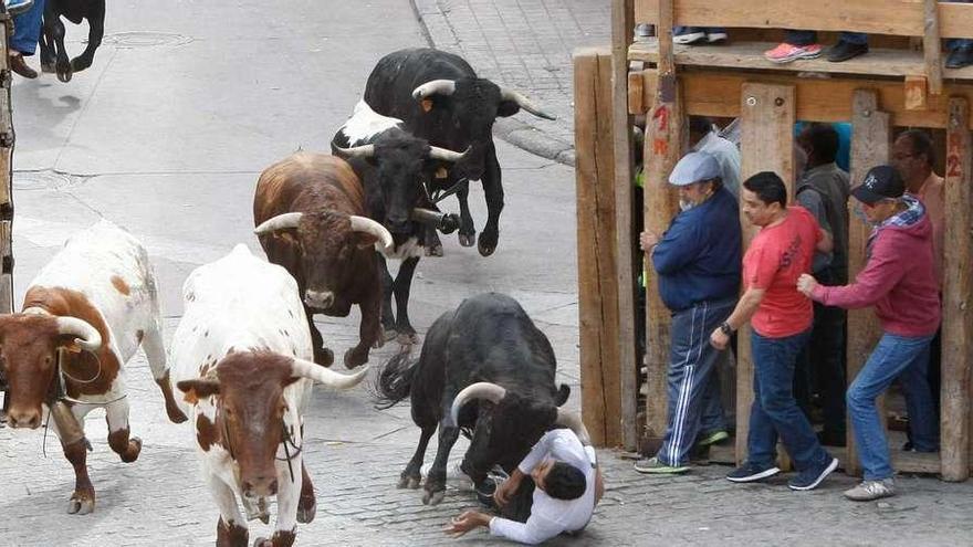 Un toro lleva por delante a un joven al cruzar la puerta de entrada a la Plaza Mayor de Fermoselle en el encierro de ayer.