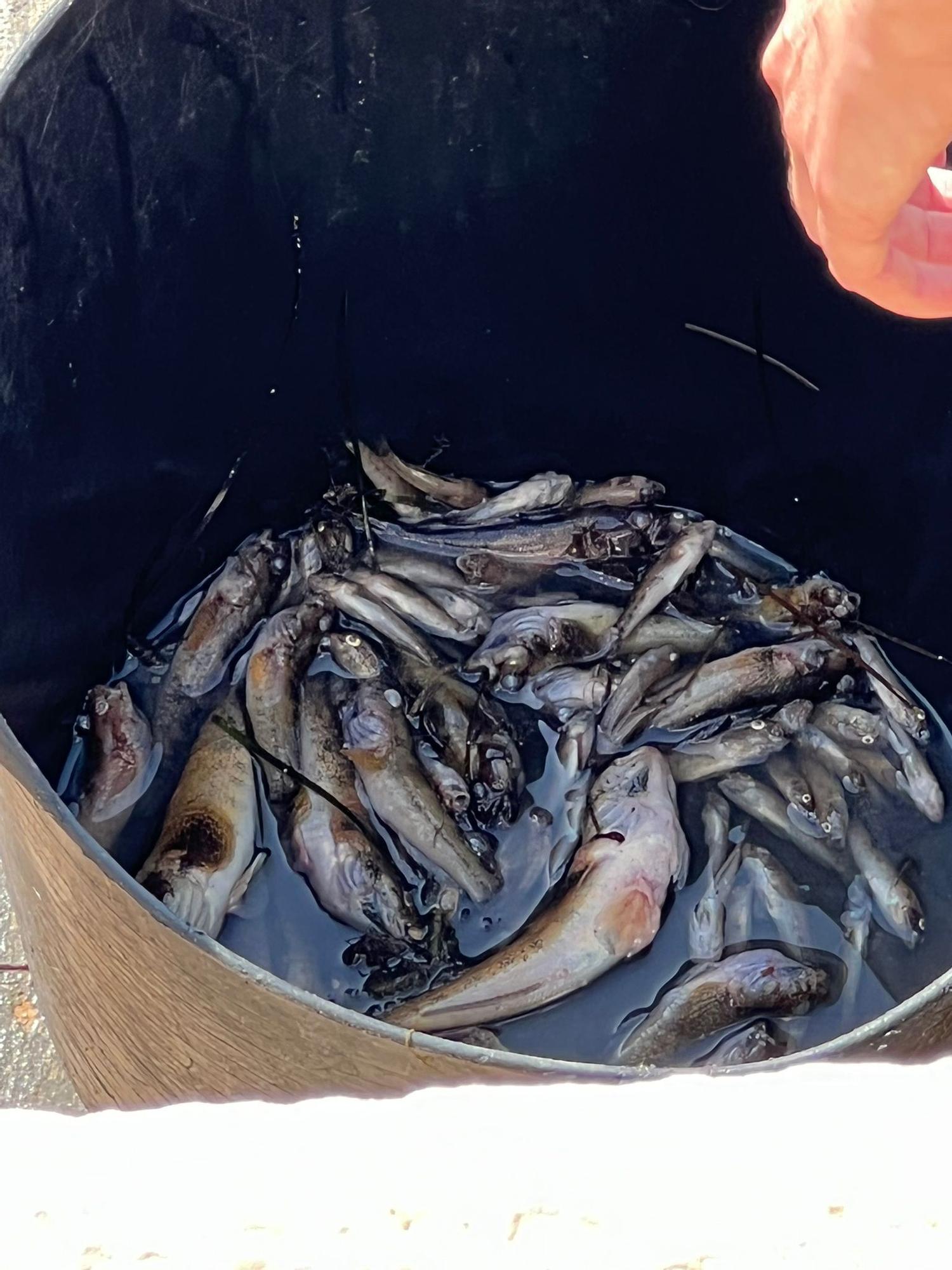 Peces muertos en el Mar Menor: aparecen ejemplares sin vida en Santiago de la Ribera