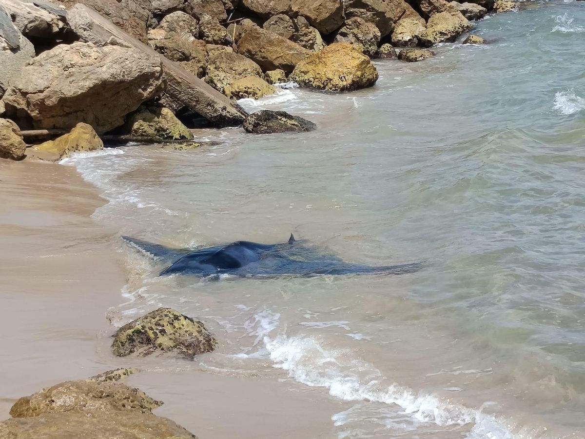 El ejemplar de mantarraya en la orilla de la playa.