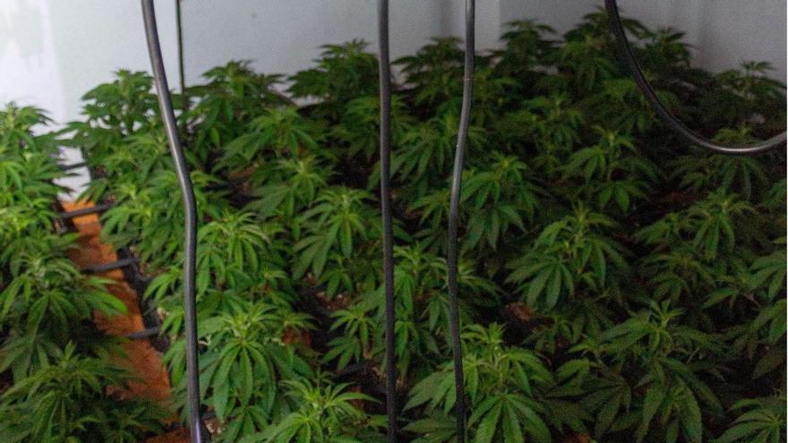 Tunearon dos viviendas en Alcantarilla para disimular el fuerte olor de sus plantaciones de marihuana: hay seis detenidos
