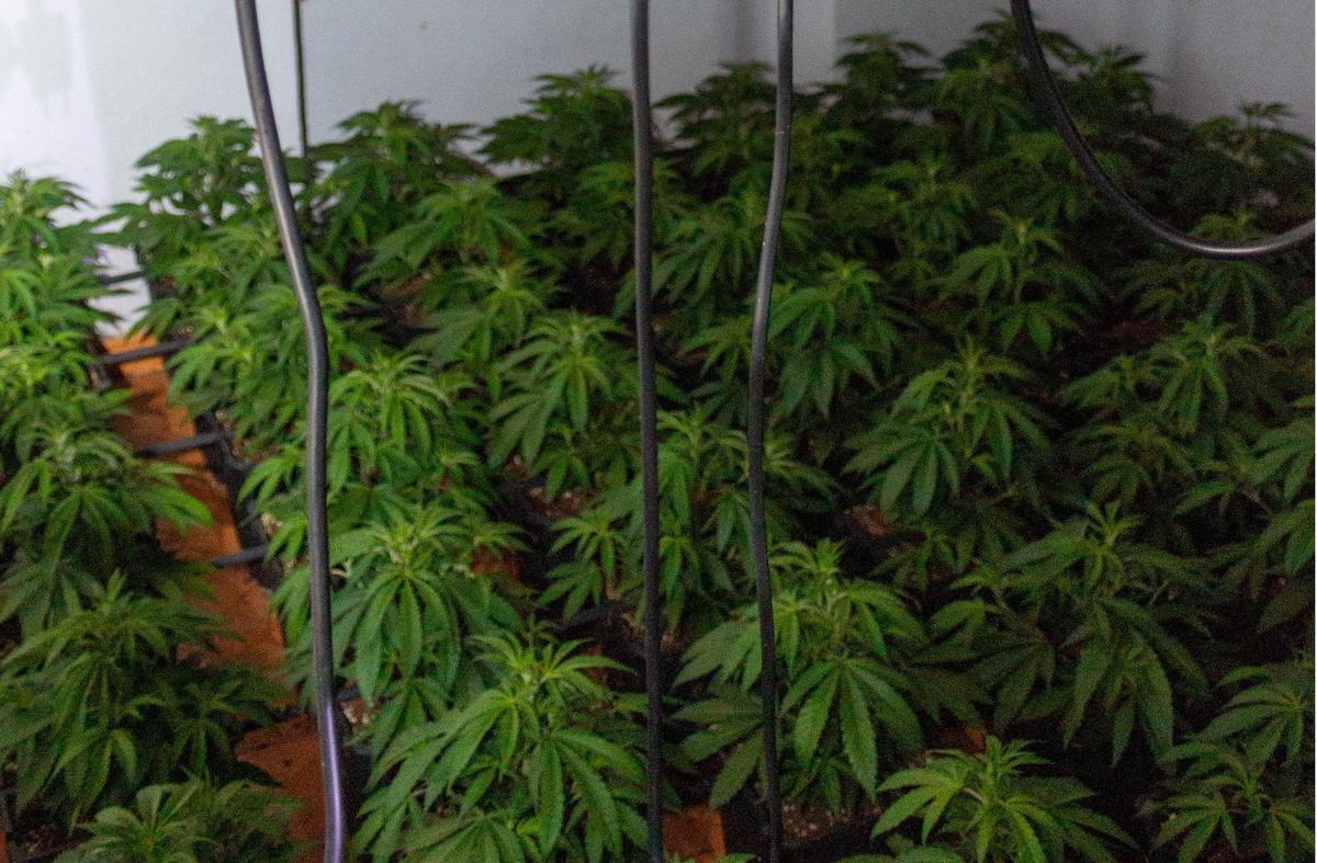 La Policía Nacional desmantela dos plantaciones indoor de marihuana y detiene a seis personas en Alcantarilla.