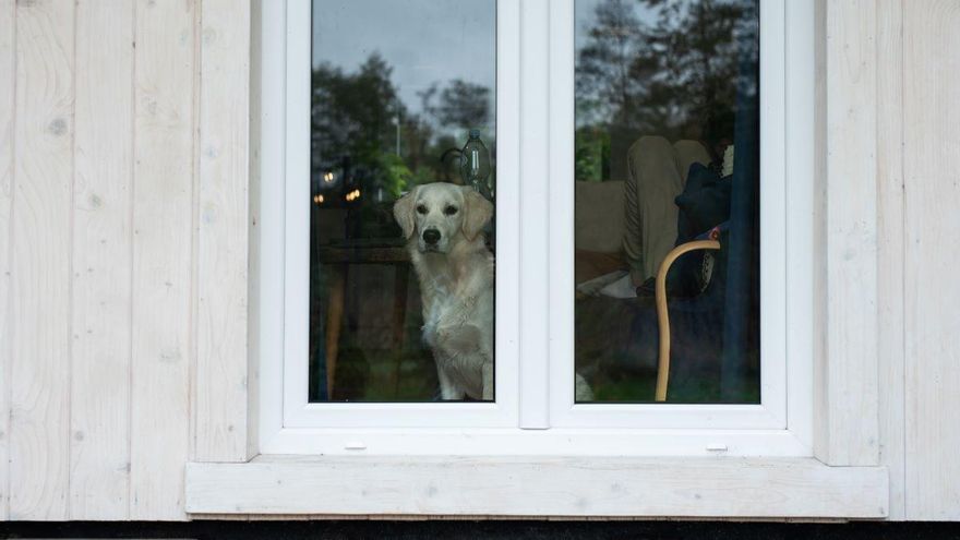 Por qué decir adiós en la puerta significa más para tu perro de lo que crees