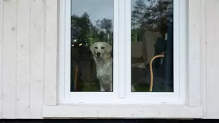 Por qué decir adiós en la puerta significa más para tu perro de lo que crees