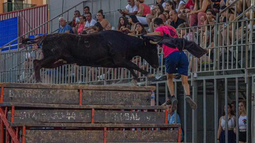 Espectacular imagen con una de las vacas de la ganadería Vicente Machancoses