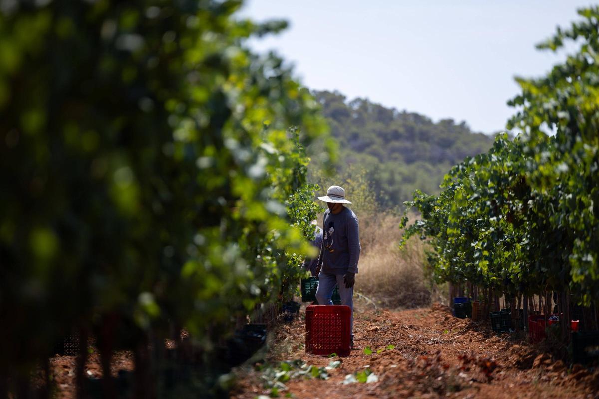 El vino de Ibiza está de enhorabuena esta añada: hasta 80.000 botellas en algunas bodegas
