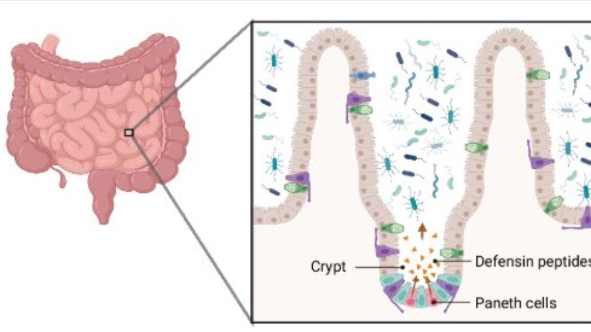Esquema de las secreciones hacia el intestino delgado.
