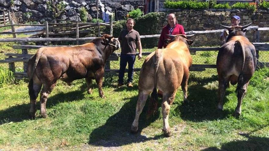 Tres toros &quot;selectos&quot; para ganaderías en Aller