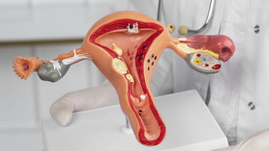 Modelo anatómico de un aparato reproductor femenino. | Freepik