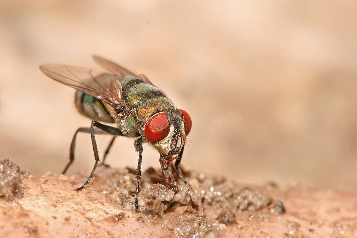 Mosca verde (Chrysomya albiceps)
