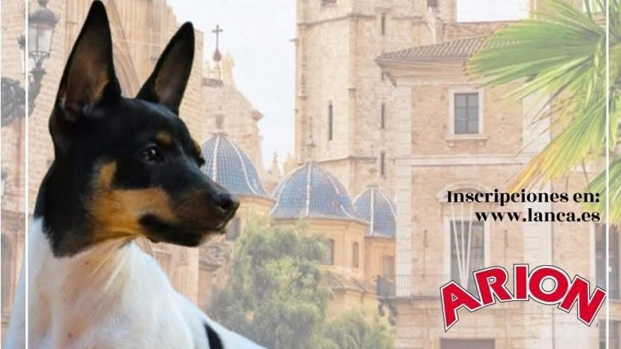 Cartel de la XI Monográfica Cerva Gos Rater Valencià.