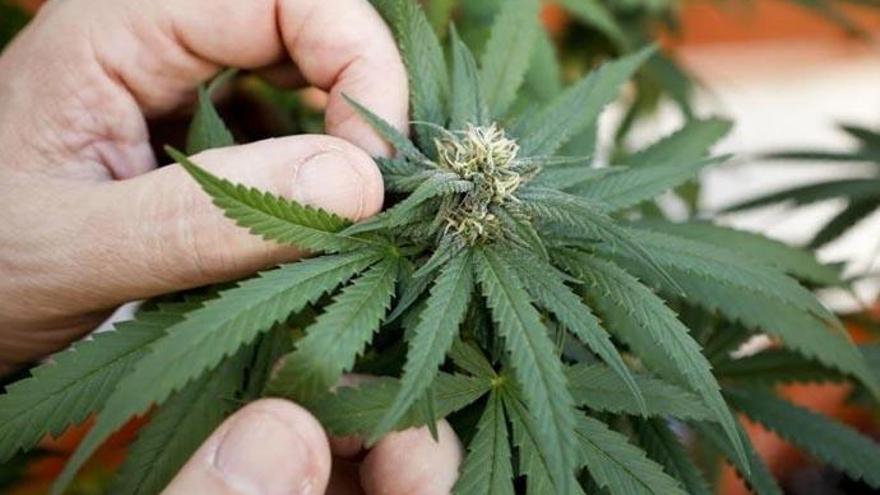 Un matrimonio cultiva marihuana en su casa en Lanzarote