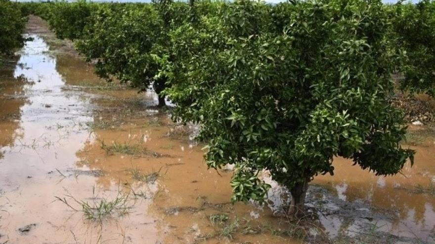 El tren de borrascas deja pérdidas millonarias en el campo difíciles aún de cuantificar