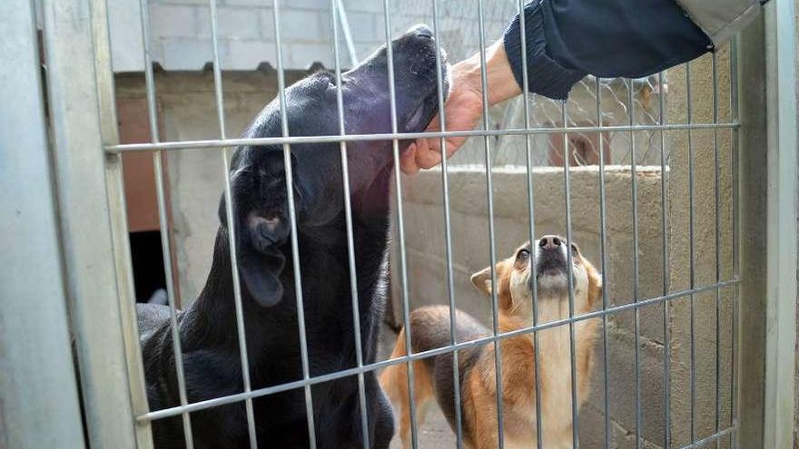 Uno de cada cuatro perros recogidos en la perrera municipal logra su  adopción - La Opinión de Zamora
