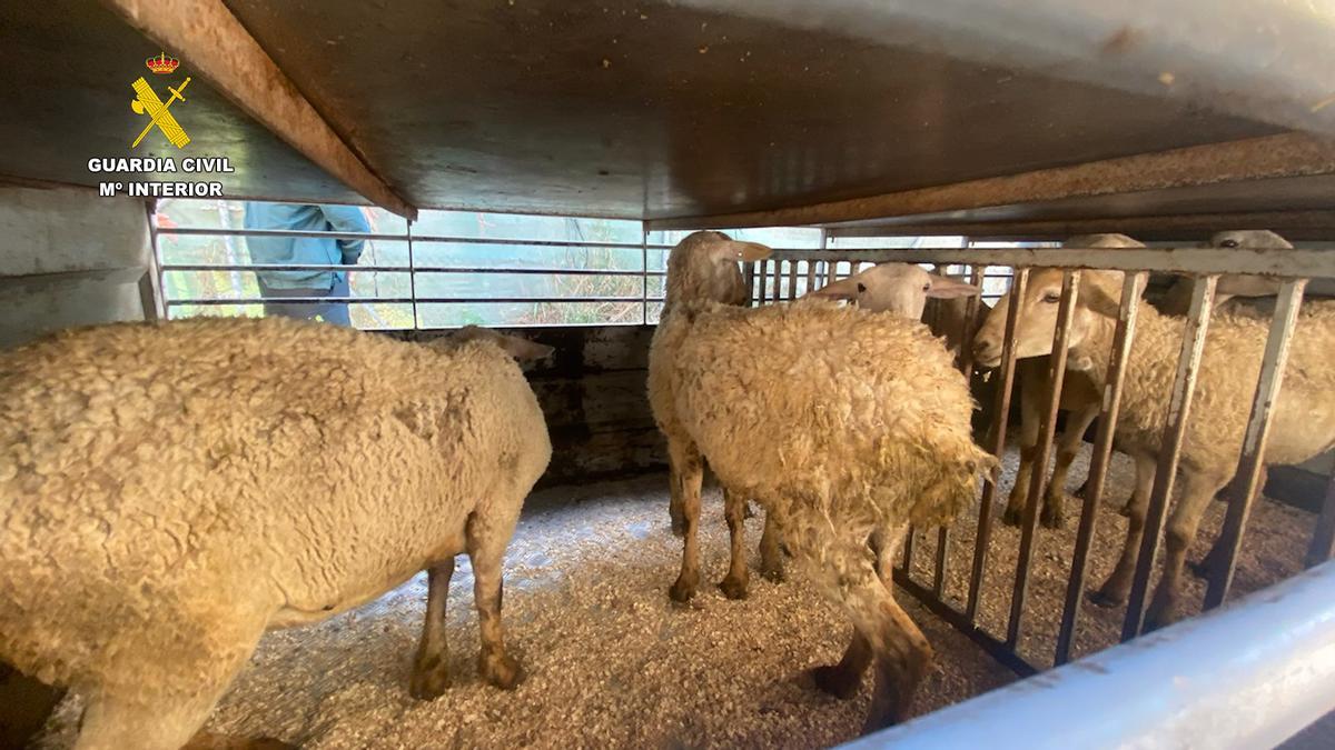 Animales robados por los detenidos