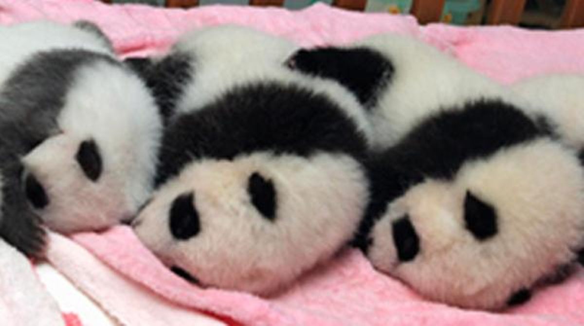 12 cadells de panda gegant fan el seu debut davant un públic emocionat.