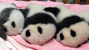 12 cadells de panda gegant fan el seu debut davant un públic emocionat.