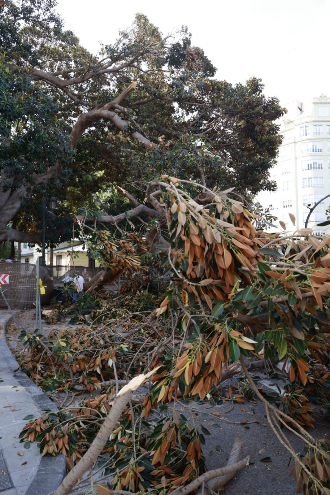 Se desploma parte de uno de los ficus centenarios del Parterre