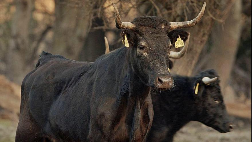 Dos dels exemplars que viuen en una illa fluvial de l&#039;Ebre.