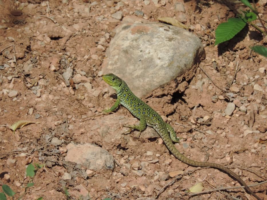 Lagarto ocelado (Timon lepida)