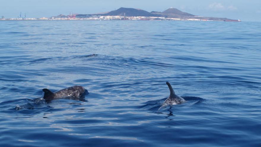 Delfines en el litoral grancanario.