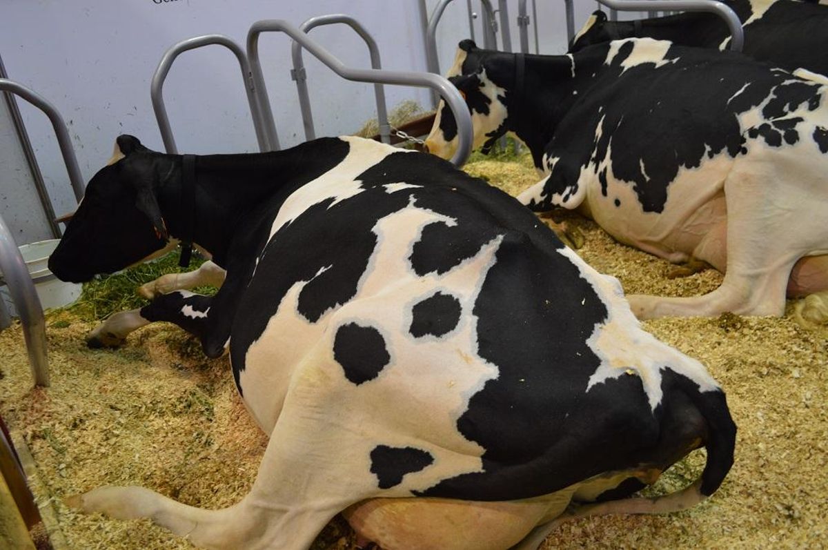 Vacas lecheras en una explotación industrial