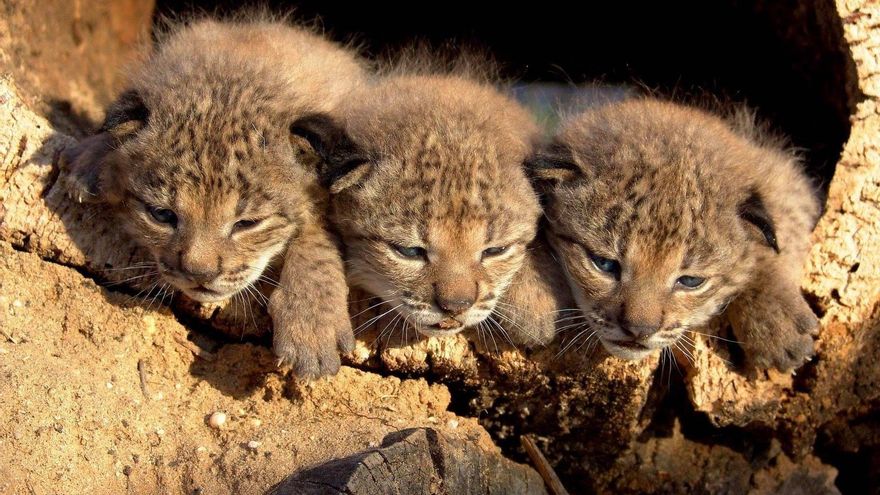 El lince en Extremadura, un paso más lejos de la extinción