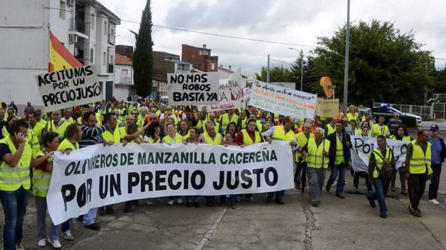 Los olivareros cacereños se echan a la carretera para exigir precios justos