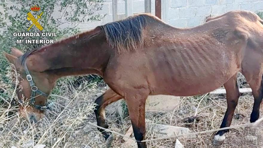 Sanidad tramita una docena de denuncias por maltrato de animales en Cartagena