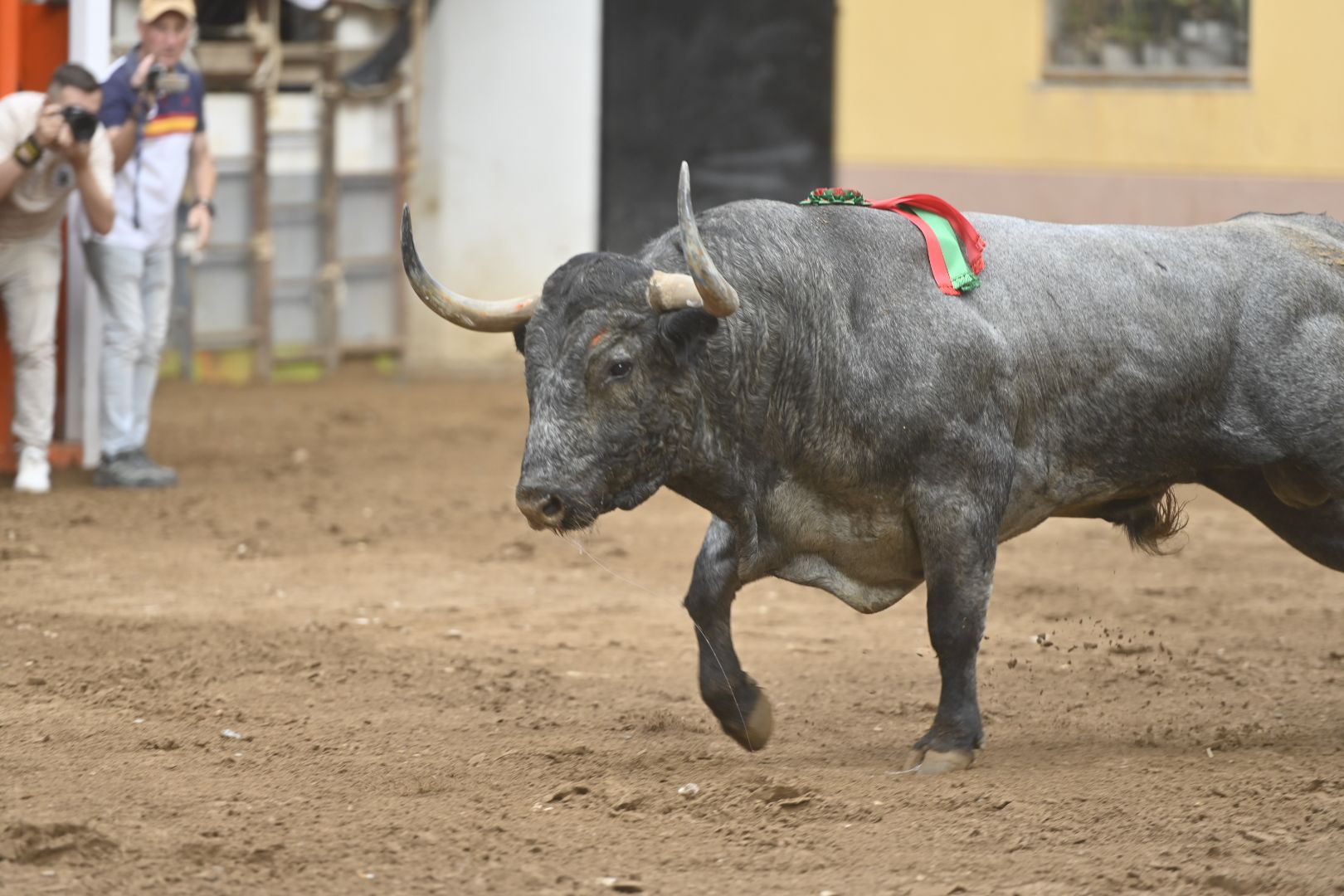 Las mejores fotos del impresionante Adolfo Martín en las fiestas de Almassora