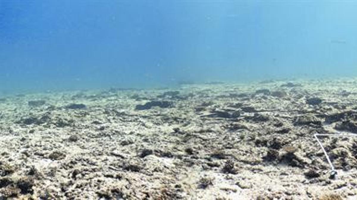 Paraje submarino cercano a la isla de Cousin, en el archipiélago de las Seychelles, antes de los trabajos de restauración.