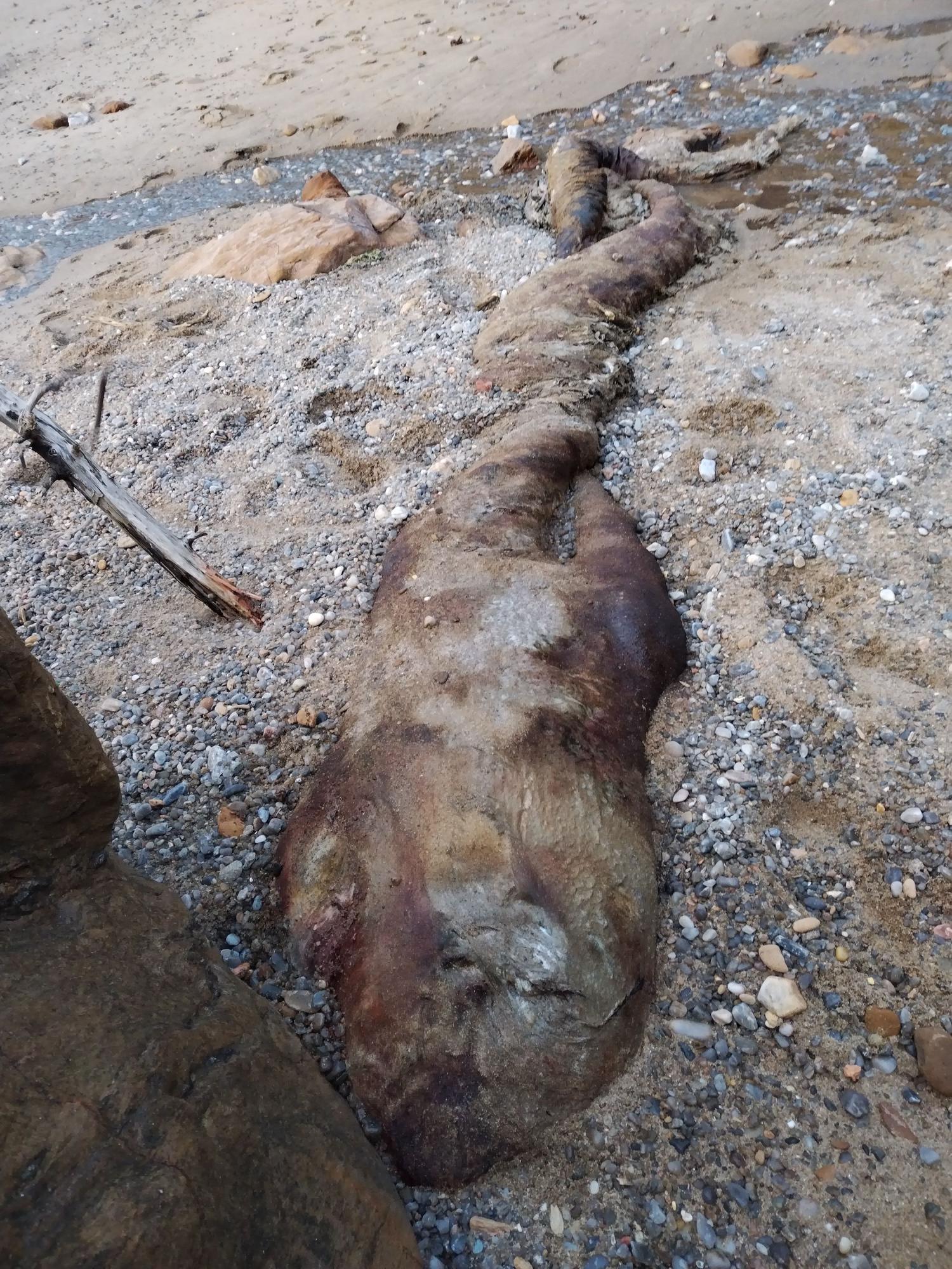 Aparece una especie sin identificar varada en la playa de Santa Cruz