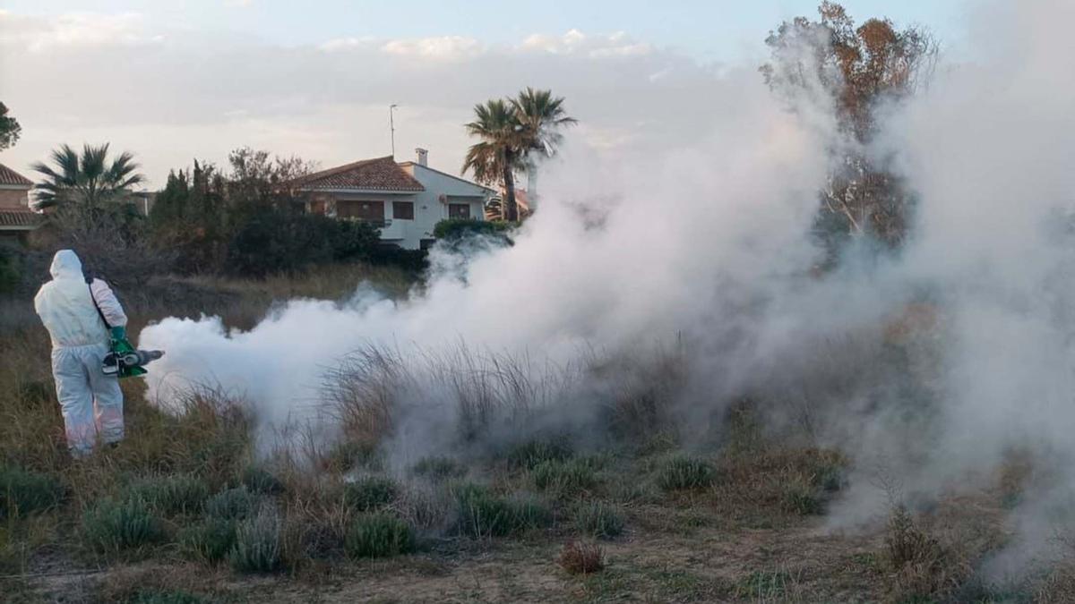 Tratamiento de mosquitos en Sagunt