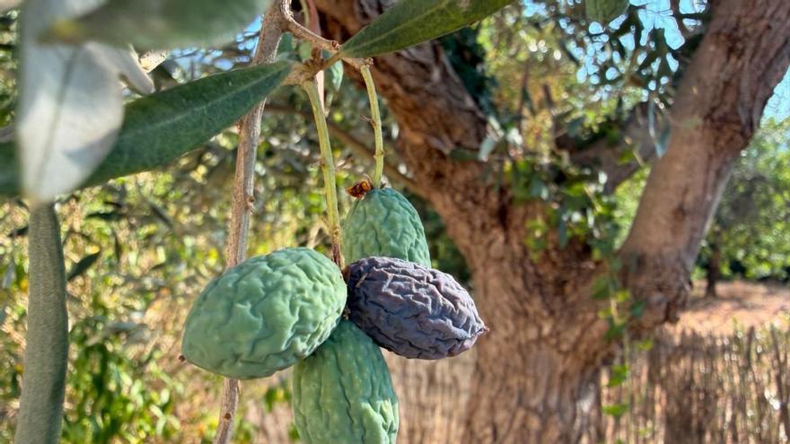El calor extremo amenaza la cosecha de aceituna en la Serra y reduce la producción de hortalizas