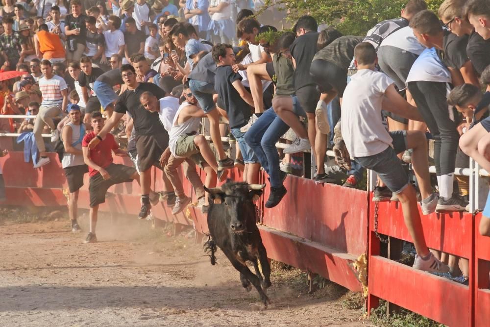 Les vaquetes de Santpedor en imatges