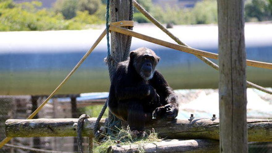 Un dels ximpanzés que viuen a la Fundació Mona,