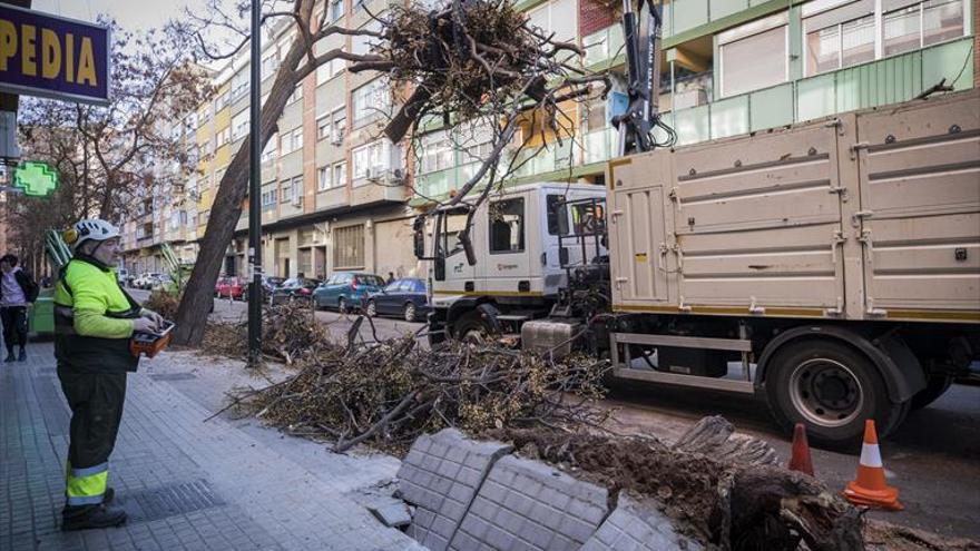 La caída de un árbol provoca daños en dos coches y una fachada