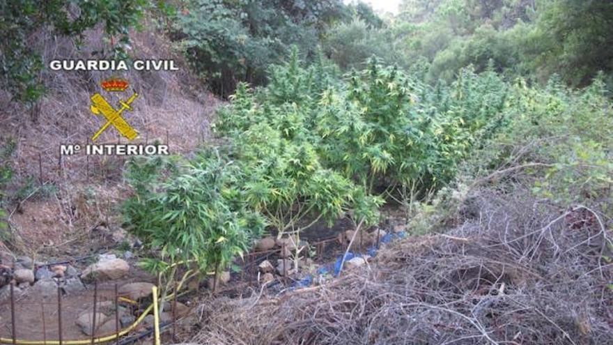 Una de las plantaciones de marihuana.