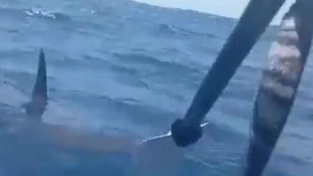 Un tiburón martillo sorprende a un joven en un kayak en aguas de La Palma