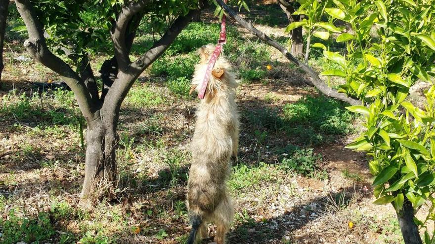 Uno de los perros ahorcados por su dueño