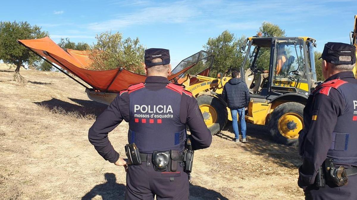 Mossos visitando campos de olivas.