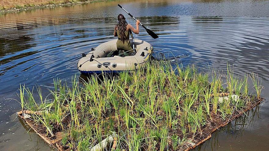 Semillas para depurar las aguas