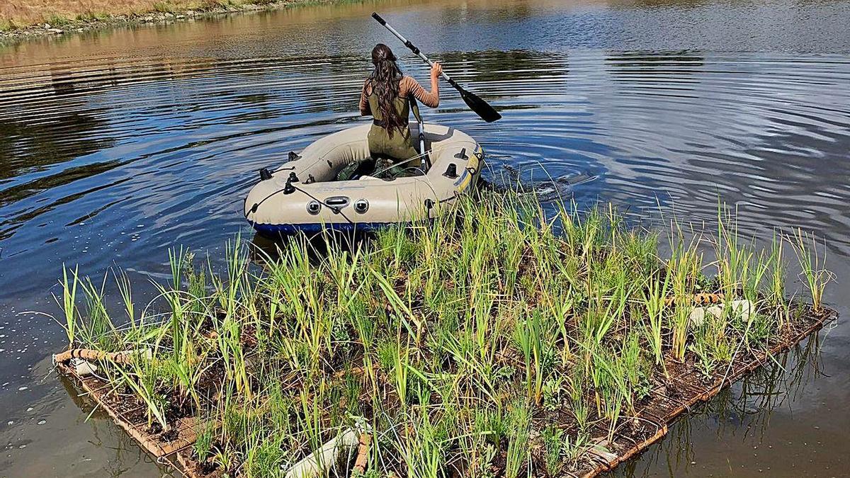 El proyecto busca depurar las aguas mediante semillas y plantas acuáticas.