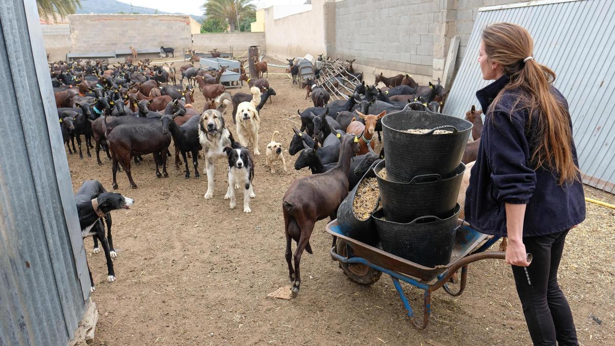 Una ganadera alimentando a su rebaño de cabras en Elda en una imagen de archivo.