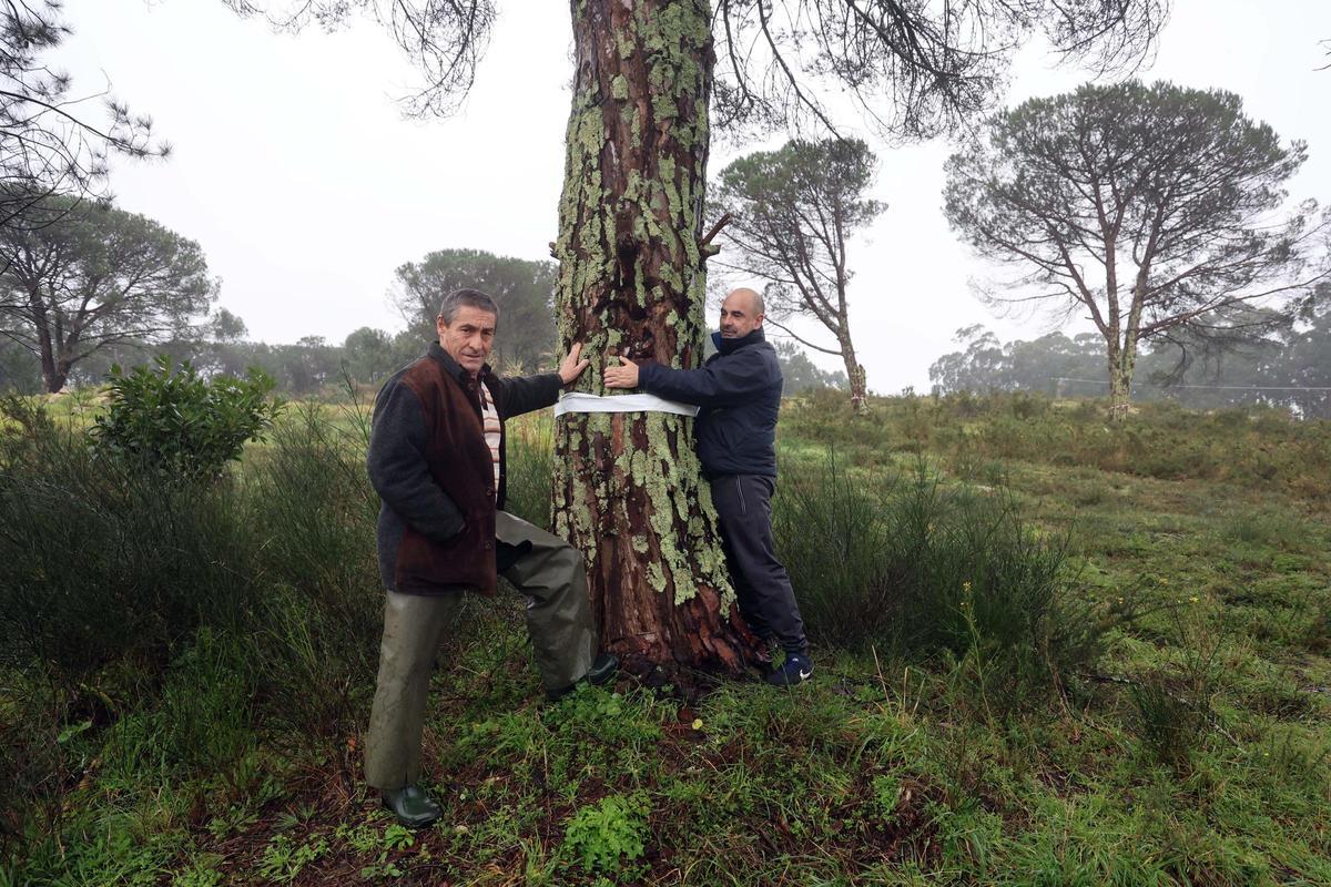 Uno de los pinos mansos que todavía permanece en pie en San Miguel de Deiro