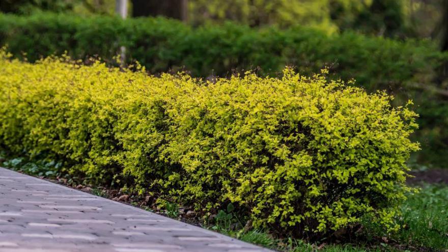 Plantas aromáticas y arbustos autóctonos deberían embellecer las aceras de nuestras poblaciones y ciudades costeras.