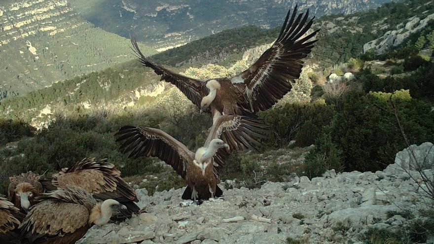 El voltor lleonat aconsegueix la xifra de 645 parelles en la Comunitat Valenciana